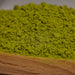 Organic Matcha close up 2